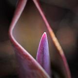 Promise Of Spring_24493-5